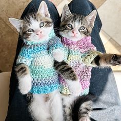 two kittens wearing sweaters sitting on someone's lap