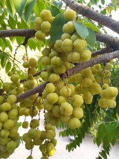 some green fruit hanging from a tree branch