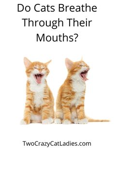 two cats sitting next to each other with the caption do cats breathe through their mouths?