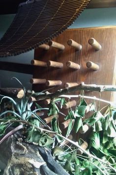 several wooden pegs are hanging on the wall next to an airplant plant