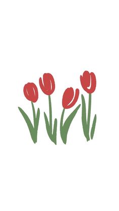 three red tulips on a white background with green stems in the foreground