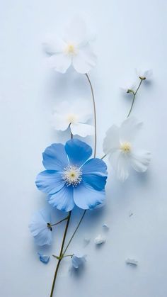 three blue and white flowers on a white background