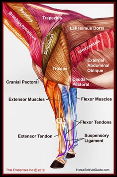 the muscles are labeled in this diagram