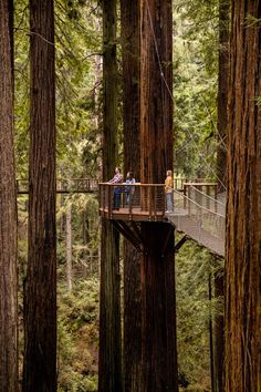 people are standing on a suspended walkway in the middle of a grove of redwood trees