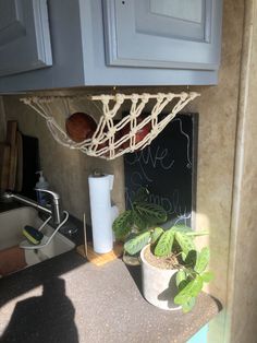 a potted plant sitting under a basketball hoop