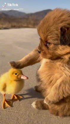 a brown dog sitting on top of a sandy beach next to a small yellow duck