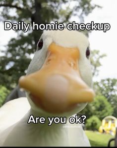 a close up of a duck's face with the words, daily homie checkup are you ok?