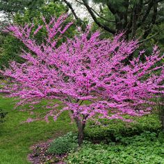 a pink tree in the middle of a garden