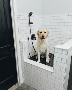 a dog is sitting in the shower with his head down