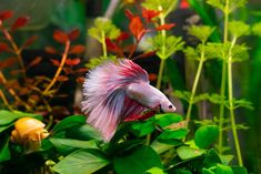 a fish that is sitting in some plants