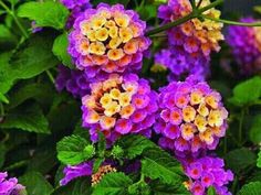 purple and yellow flowers with green leaves