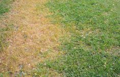 a dog is standing in the grass with a frisbee