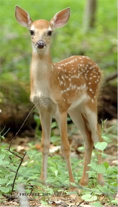 a young deer is standing in the woods