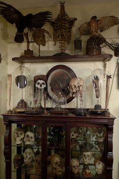 a display case filled with lots of skulls and skeleton figurines on top of wooden shelves