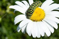 a caterpillar crawling on the back of a white flower stock photo 1049782