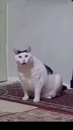 a black and white cat sitting on top of a rug