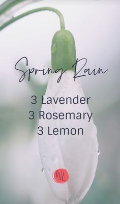 Rain Diffuser Blend, Rain Diffuser, Diffusing Essential Oils, Sense Of Smell, Essential Oils Herbs