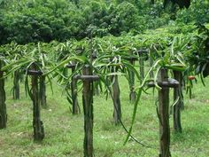 several wooden poles with plants growing on them