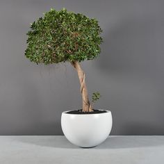 a bonsai tree in a white ceramic pot on a grey surface with gray background