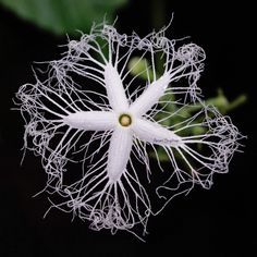 a white flower with green leaves in the back ground and dark background behind it,