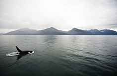 an orca swimming in the ocean with mountains in the background