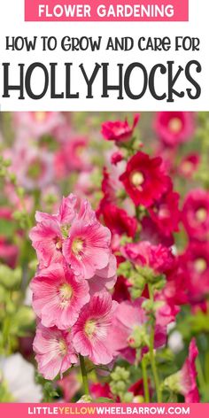 pink flowers with text overlaying how to grow and care for hollyhocks