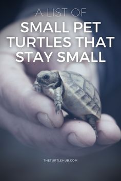 Pet Turtle Tank, Turtle Pet, Turtle Care Tips, Turtle Food Ideas Pet, How To Take Care Of A Turtle, Turtle Tank Cleaning Hacks, Turtle As A Pet