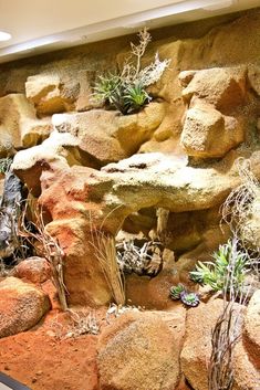 there are many plants growing out of the rocks in this rock garden area, along with succulents and cactuses