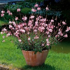 a potted plant with pink flowers in the grass