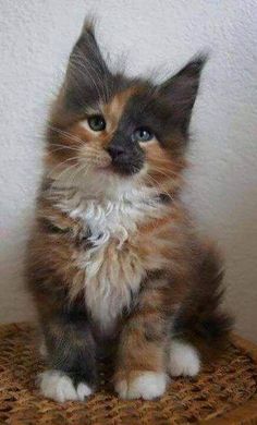 a small kitten sitting on top of a wooden table