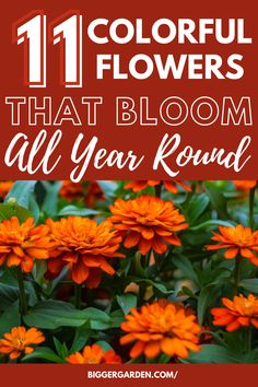 orange flowers with the words 11 colorful flowers that bloom all year round