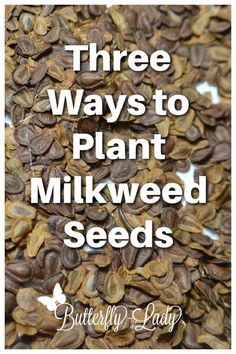 three ways to plant milkweed seed seeds with the words buttery lady on top