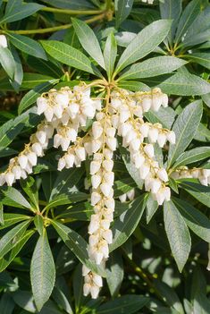 some white flowers and green leaves on a tree