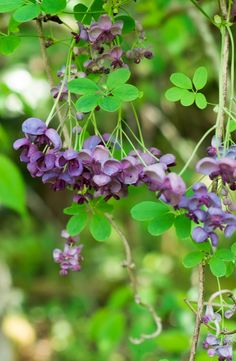 purple flowers and green leaves hang from a tree