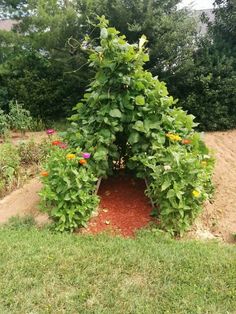 the garden is full of green plants and red dirt in front of some trees, grass and bushes