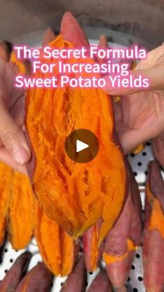 the secret formula for increasing sweet potato yields is to use it as an ingredient in this recipe