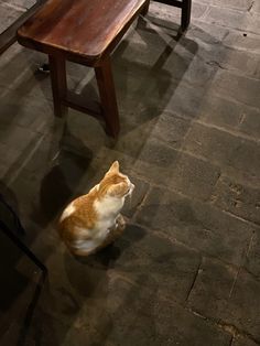 an orange and white cat sitting on the ground next to a wooden table with benches behind it