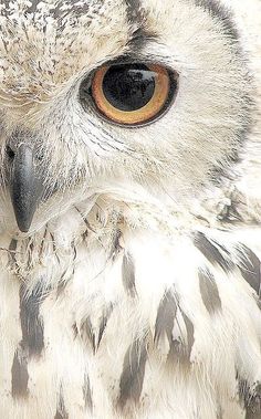 an owl with orange eyes is looking at the camera