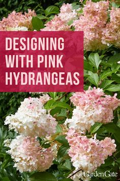 Pink and white hydrangea flowers Pink Limelight Hydrangea, Pink Hydrengas, Vanilla Strawberry Hydrangea, Strawberry Hydrangea, Hydrangea Tree, Hydrangea Landscaping, Pink Hydrangeas, Limelight Hydrangea, Magazine Ideas