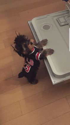 a small dog standing on top of a hard wood floor