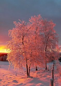 the sun is setting behind some trees in the snow