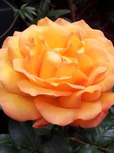 an orange rose with green leaves in the background