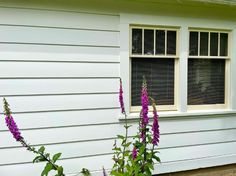 purple flowers are growing in front of a white house with two windows and shutters