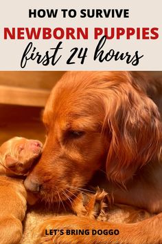 newborn puppy care Puppy Whelping Checklist, Delivering Puppies, Newborn Puppies Care, Puppy Going Home Package, Puppy Feeding Chart, How To Care For Newborn Puppies, Dog Breeders Kennels