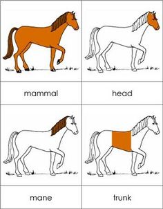 four different types of horses are shown in the same color and size, each with their own name