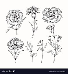 six different types of flowers in black and white