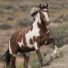 a brown and white horse standing on its hind legs