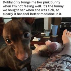 a dog is sitting on the floor next to a stuffed animal