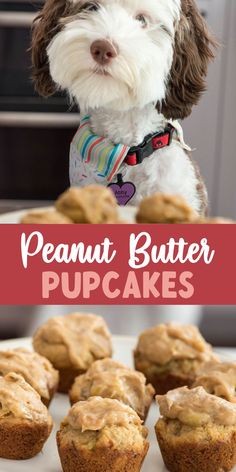 a dog is looking at some cupcakes on a plate with the words, peanut butter pupcakes