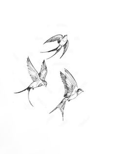 three birds are flying in the sky together